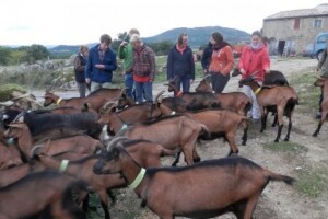 Pozitivne priče dobre ekonomije