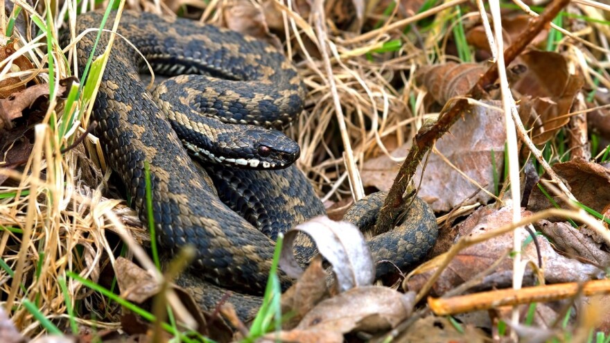 Ivan Vidović iz Ljubunaca ulovio bosanskog riđana u blizini škole