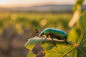 Značajna pojava lozinog zlatara u Dalmaciji