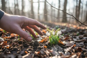 Znate li koliko visibaba smijete ubrati?