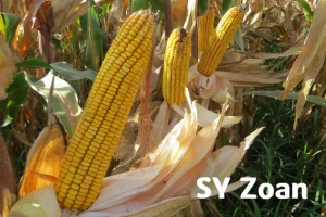 Od početka do kraja sigurnost = Syngenta