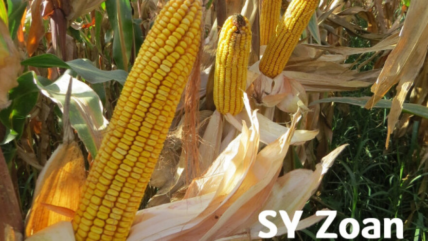 Od početka do kraja sigurnost = Syngenta