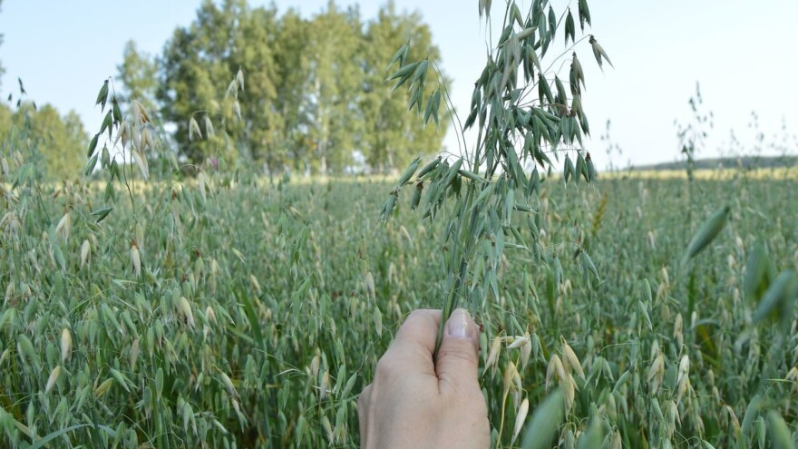 Očekuju se velike štete od žitne leme ukoliko jara zob nije tretirana!