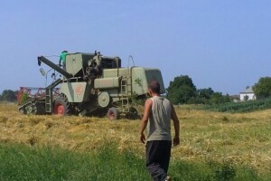 I eko uzgojem do 5 tisuća kg zobi po hektaru!