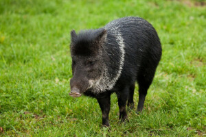 Kradu životinje iz ZOO-a da bi ih pojeli?