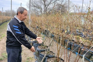 Zoran je otišao u penziju, pa počeo da uzgaja borovnice. Sada brine o 1.100 stabala