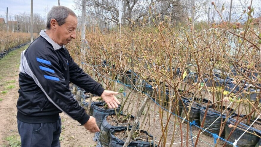 Zoran je otišao u penziju, pa počeo da uzgaja borovnice. Sada brine o 1.100 stabala
