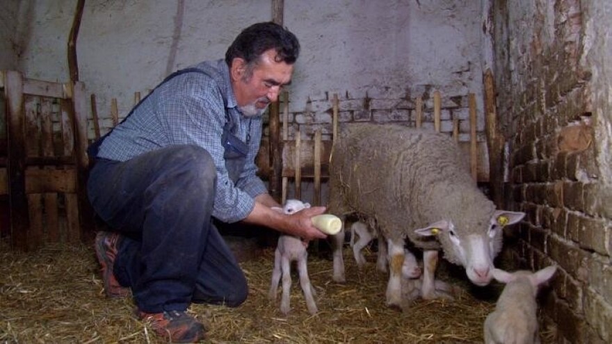 Ovca iz sela kod Obrenovca ojagnjila petorke