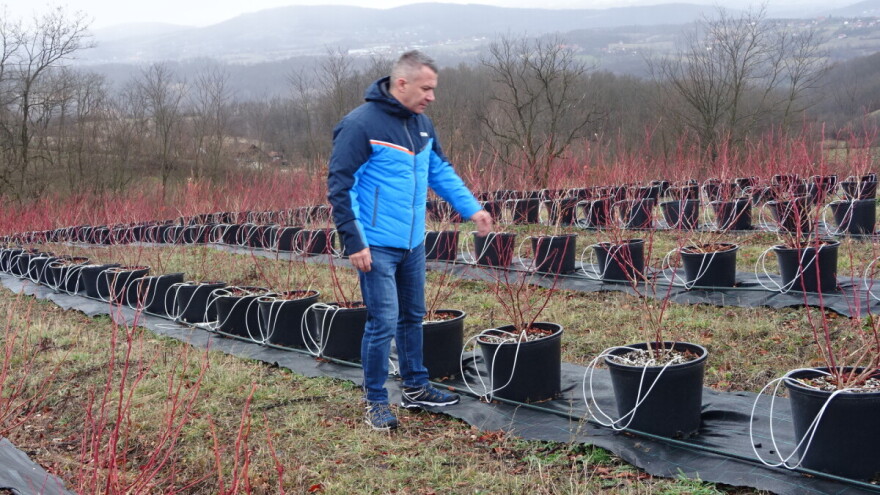 Postavljeno prvo ogledno polje borovnice s metereološkom stanicom