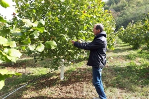 Zbog uzgajanja "na daljinu" lešnik sve popularniji u niškom kraju