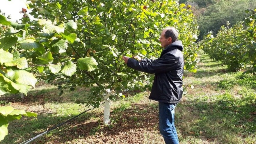 Zbog uzgajanja "na daljinu" lešnik sve popularniji u niškom kraju
