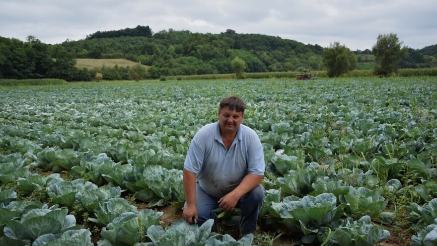 Porodica Milutinović uspešna u proizvodnji povrća, cveća i kiselog kupusa