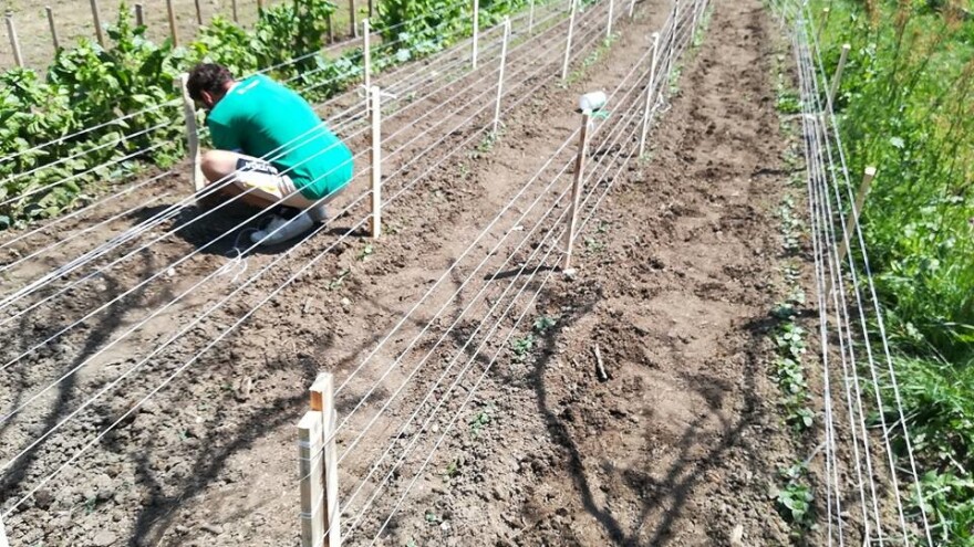 Zoran Ristanović:  Nudim zemlju mladima koji žele da proizvode organsku hranu