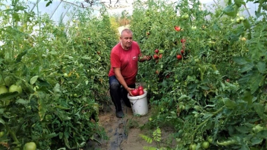 Način uzgoja povrća star jedan vek u rangu sa organskim kvalitetom danas?
