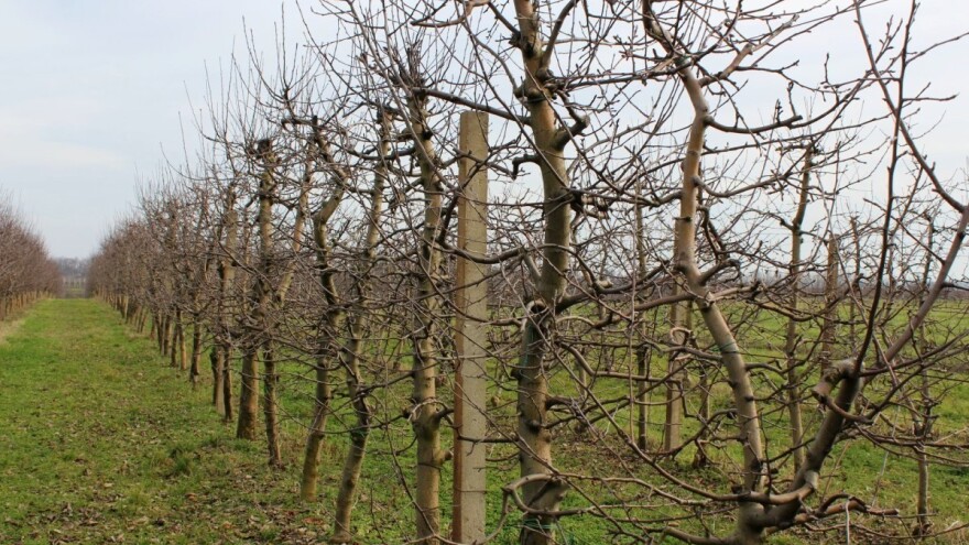 Niske temperature pogodne za voćnjake - preventivno ih zaštitite