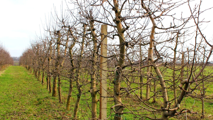 Rezidba jabuke: Kako isplanirati urod za godinu pred nama?