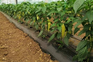 Za profitabilnu proizvodnju voća i povrća: Važno je dati pravi omjer makro i mikroelemenata