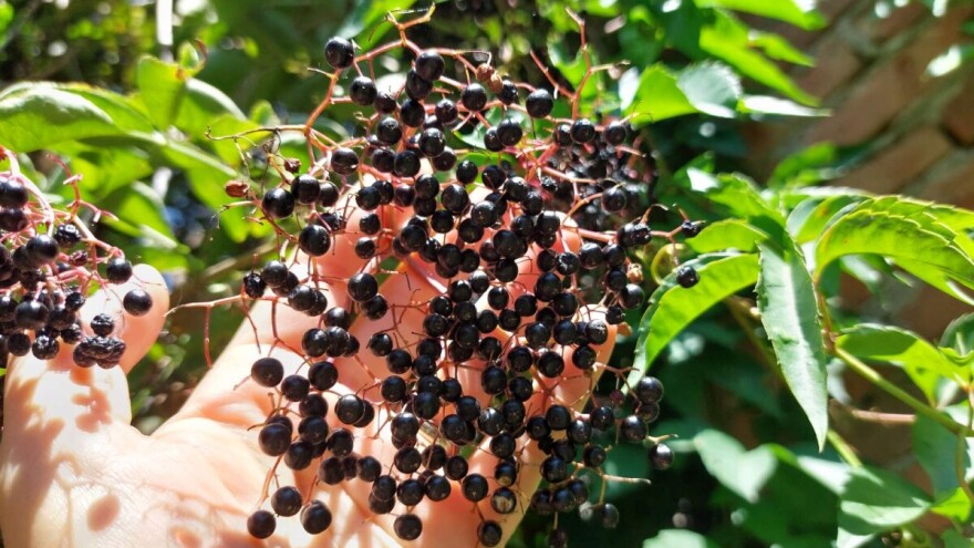 Bobice zove su ljekovite, a koriste se i u kulinarstvu - evo recepata