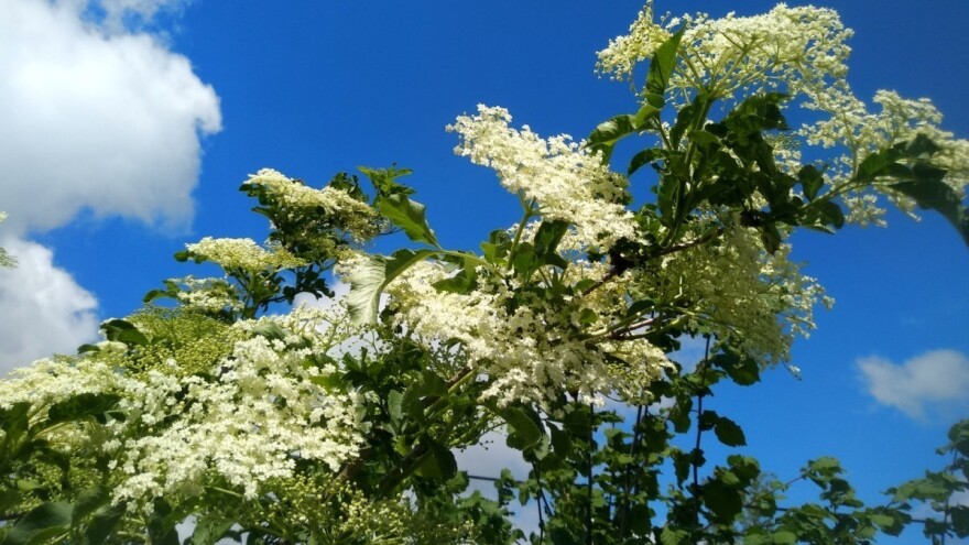 Zova: Tu, gde prema verovanju, vile šire veš