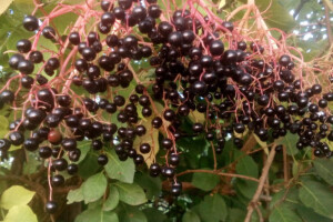 Sirup od bazginih bobica - saveznik protiv prehlade