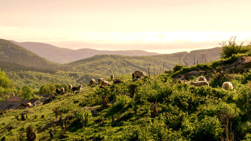 Usvojena reforma ZPP-a: Na šta EU poljoprivrednici mogu da računaju?