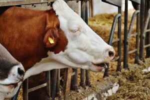 Kvalitet zraka u štalama od velike važnosti za krave