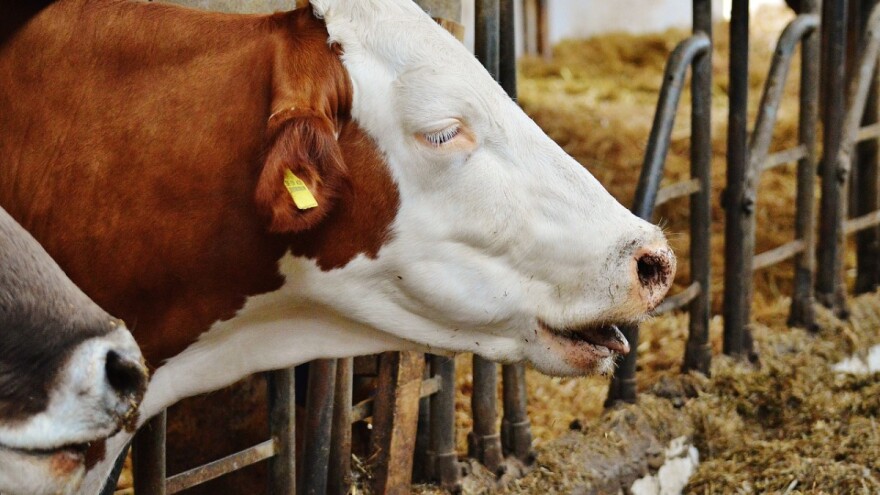 Kvalitet zraka u štalama od velike važnosti za krave