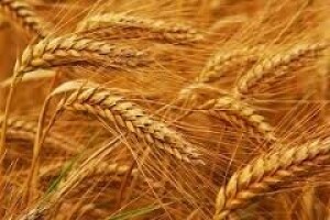 Zarada na pšenici ovisit će o proteinima