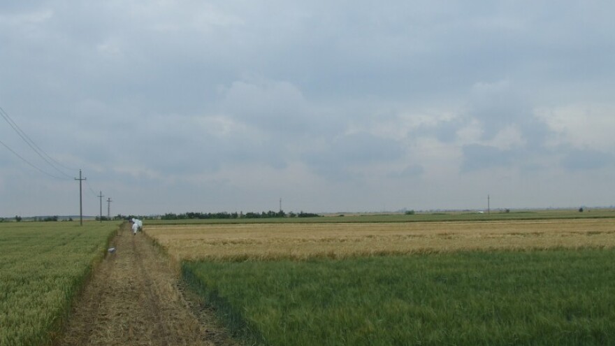 Žetva ječma u Banatu privodi se kraju!