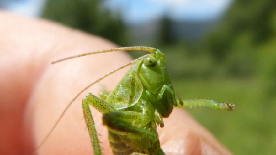Finska pekarnica proizvela kruh od sušenih cvrčaka!