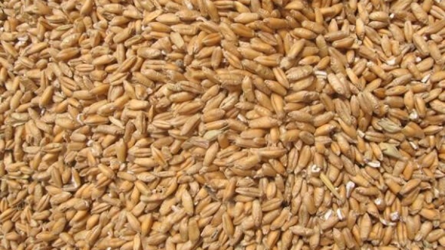 Na predaju pšenice čekaju 12 sati