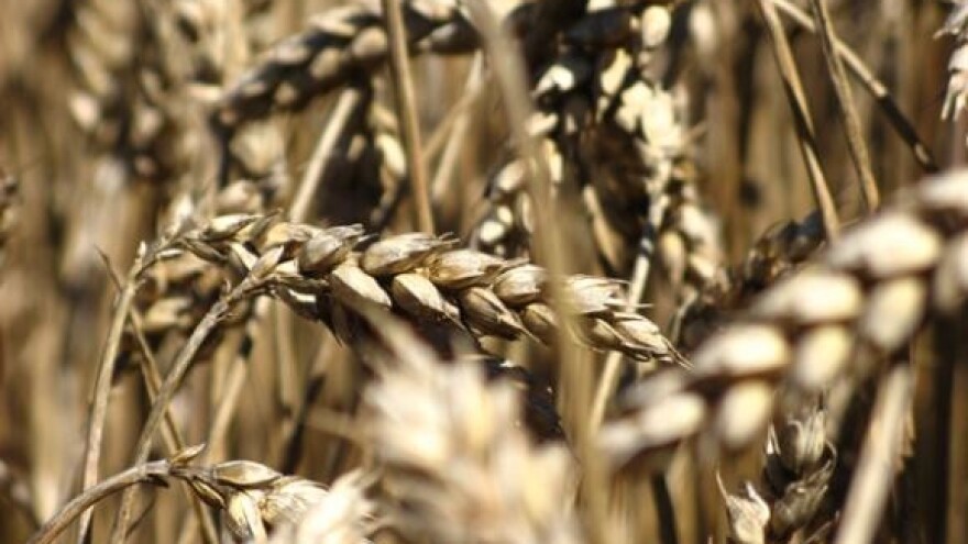 Otkupna cijena pšenice