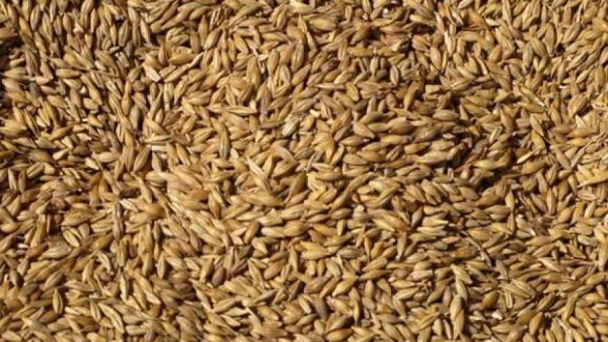 Seljaci optužili otkupljivače za izvoz uljane repice i pšenice