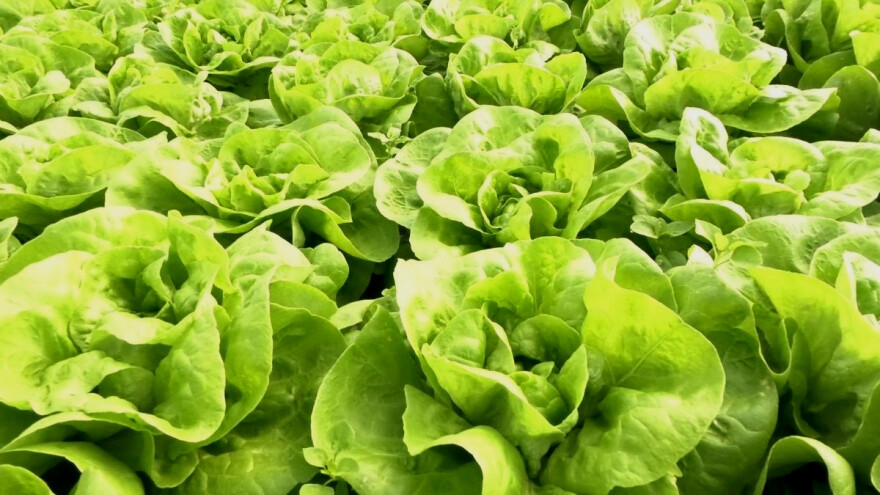 Kada je proizvodnja zelene salate isplativa?