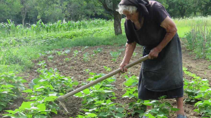 Jelka Zubović 100 godina će uskoro napuniti, još obrađuje veliki vrt, hekla i informira se o prvenstvu u Rusiji!