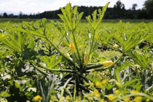 Uzgoj tikvica na otvorenom - od pripreme zemljišta do pakiranja