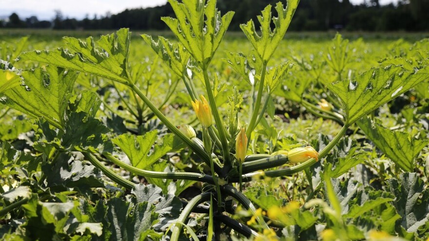 Uzgoj tikvica na otvorenom - od pripreme zemljišta do pakiranja