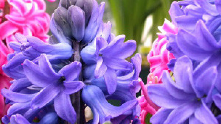 Poplava im uništila 50.000 zumbula