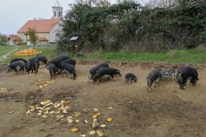 Župljani: Nisu nam problem bile svinje, svećenik je imao drugih grijeha