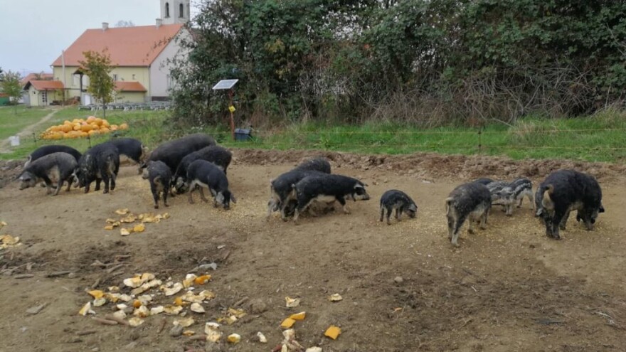 Župljani: Nisu nam problem bile svinje, svećenik je imao drugih grijeha