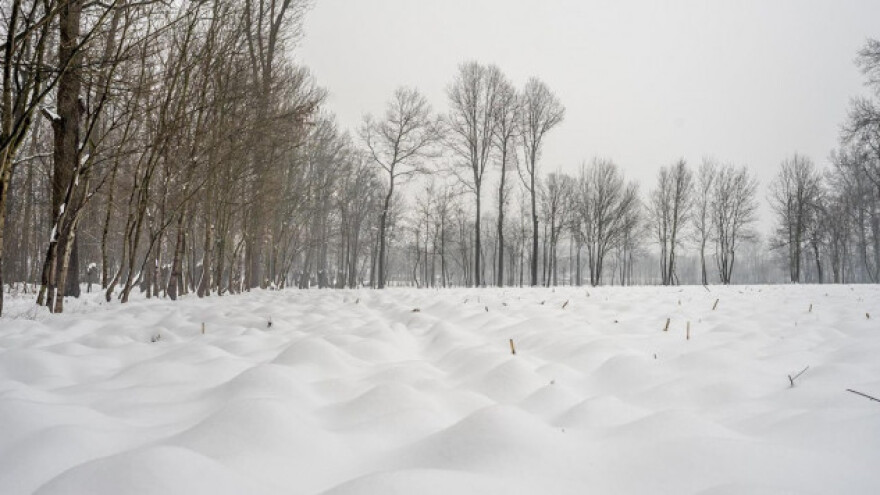 Snijeg štiti usjeve, no kolika je šteta od mraza?