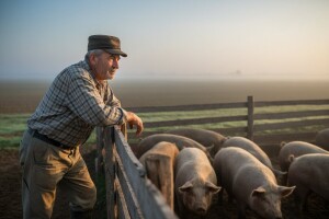 Županija u pomoć svinjogojcima!