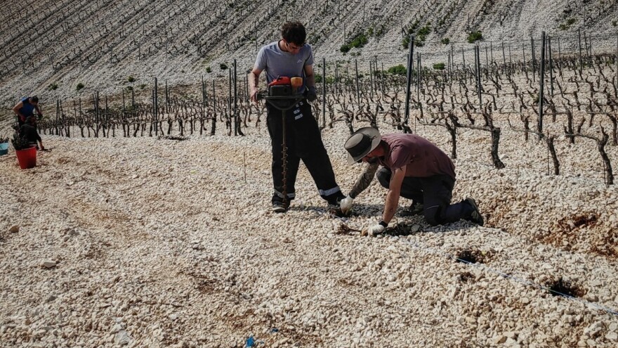 Meliorirani krš pretvaraju u najveći obiteljski vinograd u jednoj cjelini na Korčuli