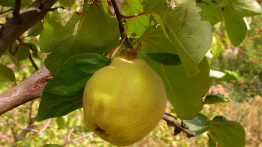 Dunja - izvrsna za prevenciju i lečenje bolesti