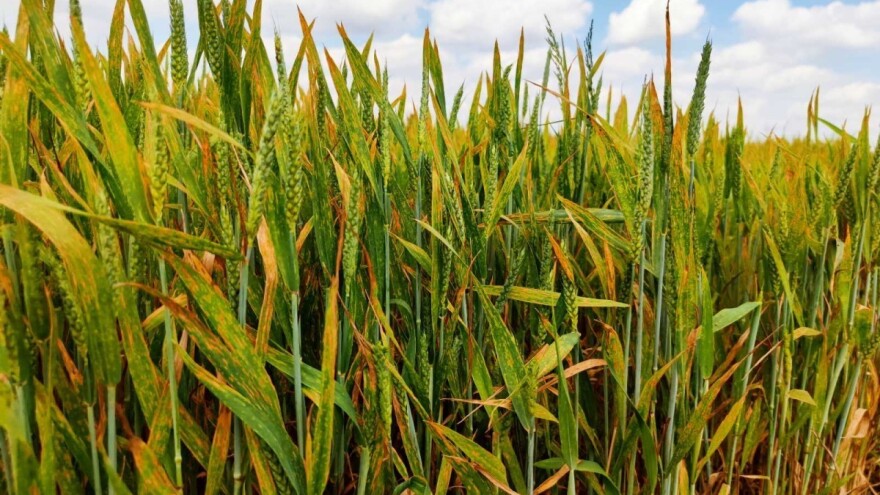 Na žutu hrđu "nakalemile" se i lisne uši - kako zaštititi pšenicu?