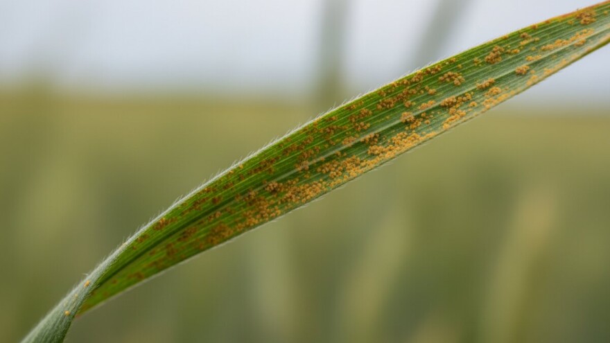 Žuta rđa ponovo uzima danak