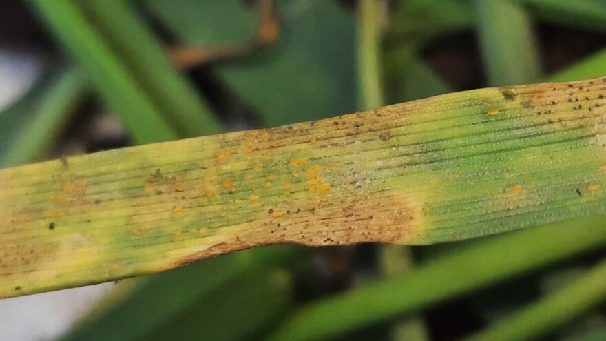 Čime tretirati usjeve pšenice u slučaju prisustva bolesti?