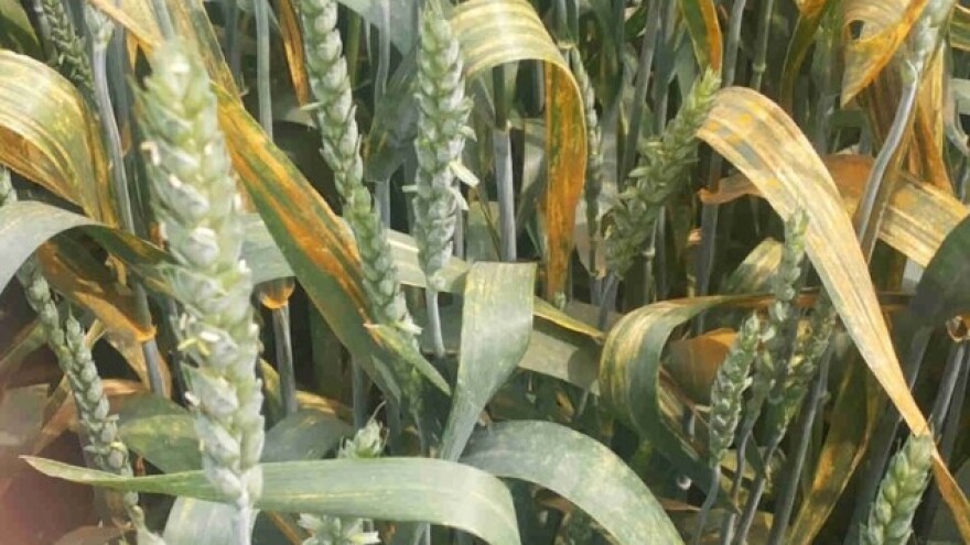 Žuta rđa ponovo uzima danak