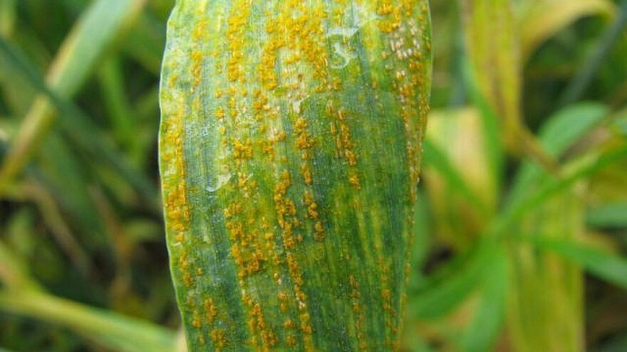 Simptomi i suzbijanje žute i lisne rđe pšenice