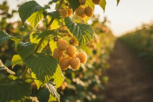 Žute maline su slađe, aromatične i pune vitamina